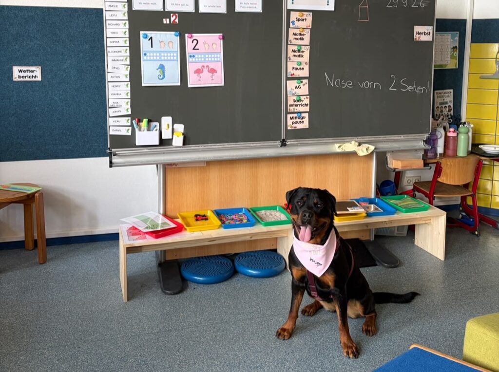 Schulhund Chili wartet vor der Tafel